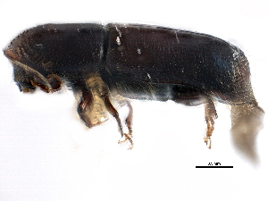 ( - CCDB-22986-D11)  @11 [ ] CreativeCommons - Attribution (2015) CBG Photography Group Centre for Biodiversity Genomics