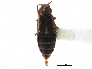  ( - CCDB-22986-F11)  @11 [ ] CreativeCommons - Attribution (2015) CBG Photography Group Centre for Biodiversity Genomics