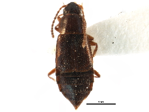  ( - CCDB-22986-G01)  @11 [ ] CreativeCommons - Attribution (2015) CBG Photography Group Centre for Biodiversity Genomics