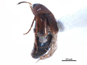  ( - CCDB-22987-E07)  @11 [ ] CreativeCommons - Attribution (2015) CBG Photography Group Centre for Biodiversity Genomics