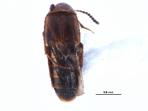  ( - CCDB-22987-E09)  @11 [ ] CreativeCommons - Attribution (2015) CBG Photography Group Centre for Biodiversity Genomics