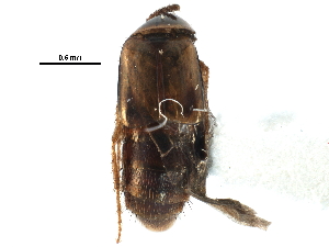  ( - CCDB-22987-E11)  @11 [ ] CreativeCommons - Attribution (2015) CBG Photography Group Centre for Biodiversity Genomics