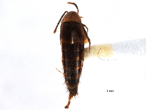  ( - CCDB-22987-F05)  @14 [ ] CreativeCommons - Attribution (2015) CBG Photography Group Centre for Biodiversity Genomics