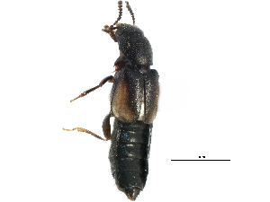  ( - CCDB-22988-G01)  @11 [ ] CreativeCommons - Attribution (2015) CBG Photography Group Centre for Biodiversity Genomics