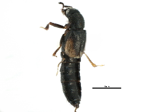  ( - CCDB-22988-G02)  @11 [ ] CreativeCommons - Attribution (2015) CBG Photography Group Centre for Biodiversity Genomics