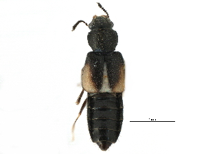  ( - CCDB-22988-G04)  @14 [ ] CreativeCommons - Attribution (2015) CBG Photography Group Centre for Biodiversity Genomics