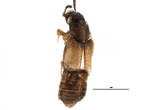  ( - CCDB-22988-G05)  @11 [ ] CreativeCommons - Attribution (2015) CBG Photography Group Centre for Biodiversity Genomics