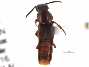  ( - CCDB-23049-E11)  @14 [ ] CreativeCommons - Attribution (2015) CBG Photography Group Centre for Biodiversity Genomics