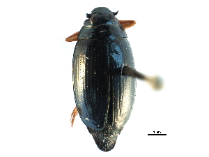  ( - CCDB-23050-B09)  @14 [ ] CreativeCommons - Attribution (2015) CBG Photography Group Centre for Biodiversity Genomics