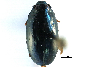  ( - CCDB-23050-B12)  @13 [ ] CreativeCommons - Attribution (2015) CBG Photography Group Centre for Biodiversity Genomics