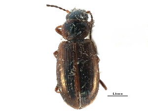  ( - CCDB-23051-F11)  @14 [ ] CreativeCommons - Attribution (2015) CBG Photography Group Centre for Biodiversity Genomics
