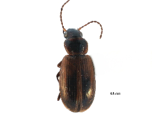  ( - CCDB-23051-G01)  @14 [ ] CreativeCommons - Attribution (2015) CBG Photography Group Centre for Biodiversity Genomics