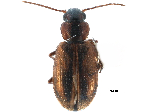  (Dicheirotrichus - CCDB-23051-G02)  @15 [ ] CreativeCommons - Attribution (2015) CBG Photography Group Centre for Biodiversity Genomics