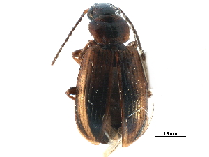  ( - CCDB-23051-G03)  @13 [ ] CreativeCommons - Attribution (2015) CBG Photography Group Centre for Biodiversity Genomics