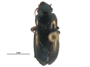  (Harpalus laevipes - CCDB-23051-G08)  @14 [ ] CreativeCommons - Attribution (2015) CBG Photography Group Centre for Biodiversity Genomics