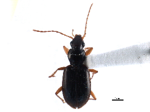  ( - CCDB-23052-A03)  @13 [ ] CreativeCommons - Attribution (2015) CBG Photography Group Centre for Biodiversity Genomics