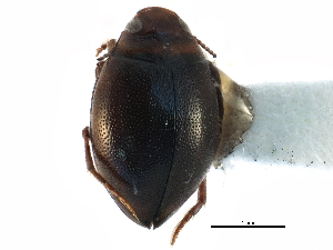  ( - CCDB-23052-D06)  @13 [ ] CreativeCommons - Attribution (2015) CBG Photography Group Centre for Biodiversity Genomics