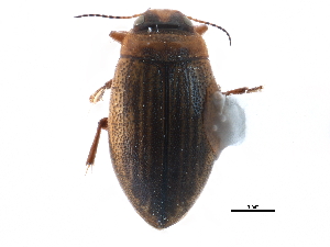  ( - CCDB-23052-F05)  @11 [ ] CreativeCommons - Attribution (2015) CBG Photography Group Centre for Biodiversity Genomics