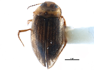  ( - CCDB-23052-F08)  @11 [ ] CreativeCommons - Attribution (2015) CBG Photography Group Centre for Biodiversity Genomics