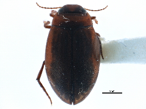 ( - CCDB-23052-F09)  @13 [ ] CreativeCommons - Attribution (2015) CBG Photography Group Centre for Biodiversity Genomics