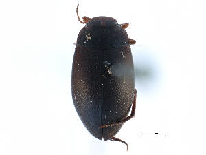  ( - CCDB-23052-F10)  @11 [ ] CreativeCommons - Attribution (2015) CBG Photography Group Centre for Biodiversity Genomics