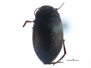  ( - CCDB-23052-F11)  @11 [ ] CreativeCommons - Attribution (2015) CBG Photography Group Centre for Biodiversity Genomics