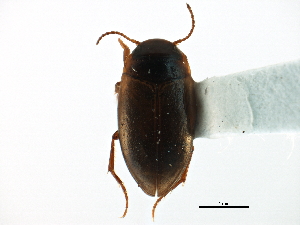  ( - CCDB-23052-G05)  @11 [ ] CreativeCommons - Attribution (2015) CBG Photography Group Centre for Biodiversity Genomics