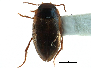  ( - CCDB-23052-G06)  @11 [ ] CreativeCommons - Attribution (2015) CBG Photography Group Centre for Biodiversity Genomics