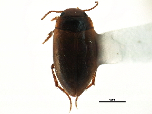  ( - CCDB-23052-G07)  @11 [ ] CreativeCommons - Attribution (2015) CBG Photography Group Centre for Biodiversity Genomics
