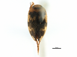  ( - CCDB-23052-H11)  @13 [ ] CreativeCommons - Attribution (2015) CBG Photography Group Centre for Biodiversity Genomics