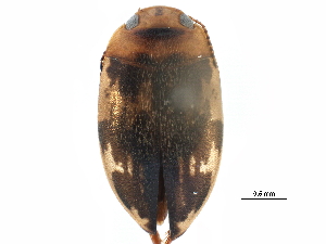  ( - CCDB-23053-A02)  @12 [ ] CreativeCommons - Attribution (2015) CBG Photography Group Centre for Biodiversity Genomics