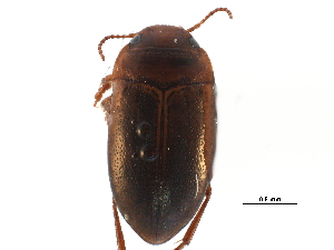  ( - CCDB-23053-B07)  @14 [ ] CreativeCommons - Attribution (2015) CBG Photography Group Centre for Biodiversity Genomics