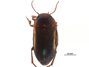  ( - CCDB-23053-B08)  @11 [ ] CreativeCommons - Attribution (2015) CBG Photography Group Centre for Biodiversity Genomics