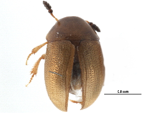  ( - CCDB-23055-C10)  @11 [ ] CreativeCommons - Attribution (2015) CBG Photography Group Centre for Biodiversity Genomics