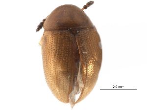  ( - CCDB-23055-C11)  @11 [ ] CreativeCommons - Attribution (2015) CBG Photography Group Centre for Biodiversity Genomics