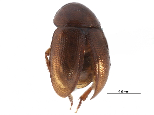  ( - CCDB-23055-D01)  @11 [ ] CreativeCommons - Attribution (2015) CBG Photography Group Centre for Biodiversity Genomics