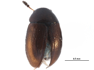  ( - CCDB-23055-D02)  @11 [ ] CreativeCommons - Attribution (2015) CBG Photography Group Centre for Biodiversity Genomics