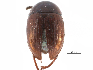 ( - CCDB-23055-D09)  @11 [ ] CreativeCommons - Attribution (2015) CBG Photography Group Centre for Biodiversity Genomics