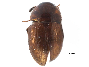  ( - CCDB-23055-D11)  @11 [ ] CreativeCommons - Attribution (2015) CBG Photography Group Centre for Biodiversity Genomics