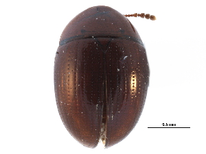  ( - CCDB-23055-E06)  @11 [ ] CreativeCommons - Attribution (2015) CBG Photography Group Centre for Biodiversity Genomics