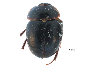  ( - CCDB-23055-F07)  @11 [ ] CreativeCommons - Attribution (2015) CBG Photography Group Centre for Biodiversity Genomics