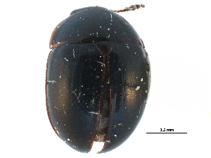  ( - CCDB-23055-F08)  @11 [ ] CreativeCommons - Attribution (2015) CBG Photography Group Centre for Biodiversity Genomics