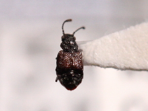  ( - CCDB-23057-C02)  @11 [ ] CreativeCommons - Attribution (2014) CBG Photography Group Centre for Biodiversity Genomics