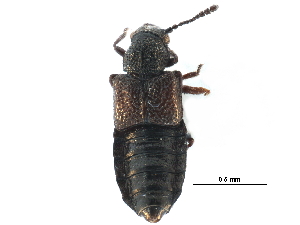  ( - CCDB-23057-C04)  @11 [ ] CreativeCommons - Attribution (2015) CBG Photography Group Centre for Biodiversity Genomics