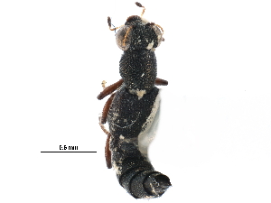  ( - CCDB-23057-D07)  @11 [ ] CreativeCommons - Attribution (2015) CBG Photography Group Centre for Biodiversity Genomics
