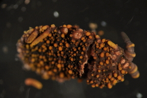  (Holacanthella duospinosa - NZNI_011)  @14 [ ] Copyright (2010) Mark Stevens South Australian Museum
