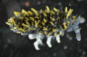  (Holacanthella spinosa - NZNI_012)  @13 [ ] Copyright (2010) Mark Stevens South Australian Museum