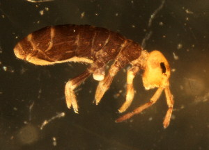  (Isotoma sp. 2 MS - NZ_134_5)  @13 [ ] Copyright (2010) Mark Stevens South Australian Museum