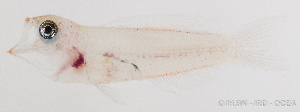  (Pseudochrominae - M0202_041)  @15 [ ] Copyright (2015) Henitsoa JAONALISON IH.SM