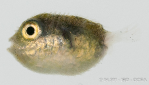  (Arothron immaculatus - M0303_201)  @11 [ ] Copyright (2015) Henitsoa JAONALISON IH.SM